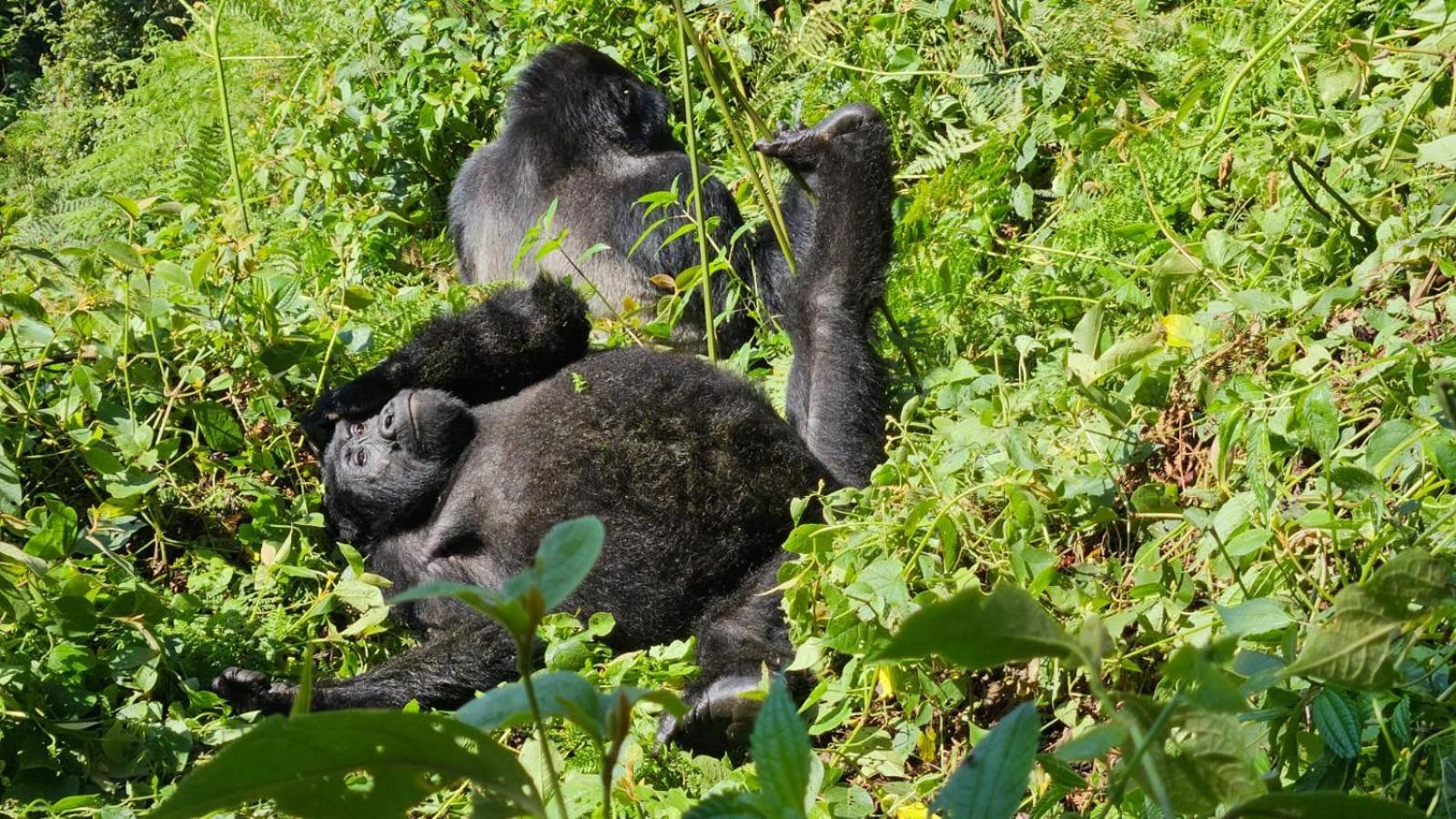 Om Hostel Bunyonyi Kabale Eksteriør billede