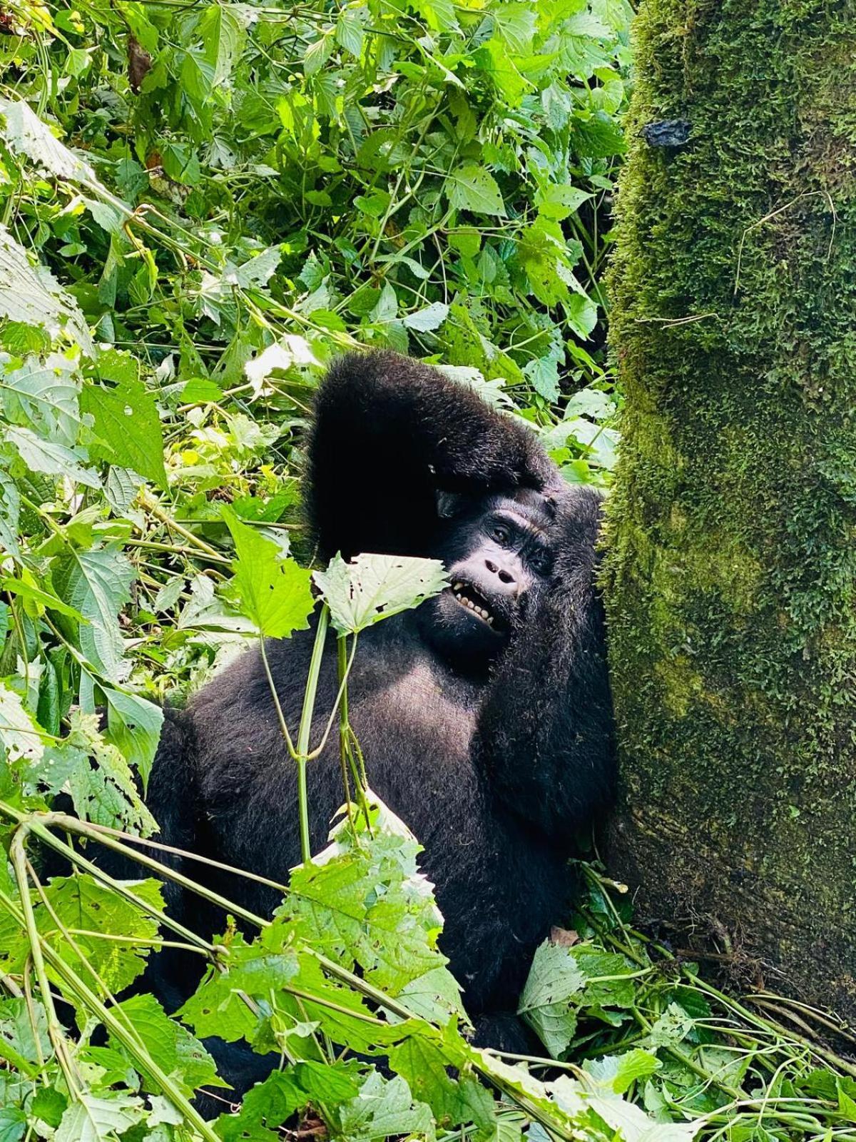 Om Hostel Bunyonyi Kabale Eksteriør billede